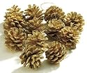 Glittery Gold Pine Cones Christmas / Tree Decoration, set of 12