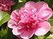 Pink Camellia - 24