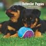 Rottweiler Puppies 2009 7X7 Mini Wall Calendar