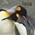Penguins 2010 Calendar (Wall Calendar)