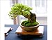 Bonsai Tree POSTCARD Japanese Trident Maple Photo- Steve Greaves