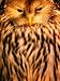 Owl (Order Strigiformes), USA Art Styles Photographic Poster Print by John Hay, 12x16