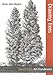 Art Handbooks: Drawing Trees