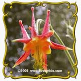 1 Oz Western Columbine (Aquilegia formosa) Bulk Wildflower Seeds