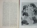 1903 Dogs Hounds Belvoir Kennel Hunting Sport Dexter
