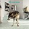 Peerless:  The Studio Recordings of Nick Cave & The Bad Seeds