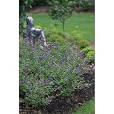 Lo & Behold Blue Chip Butterfly Bush - Buddliea - Proven Winner
