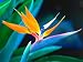 5 TROPICAL BIRD OF PARADISE Strelitzia Reginae Flower Seeds + Gift & Comb S/H