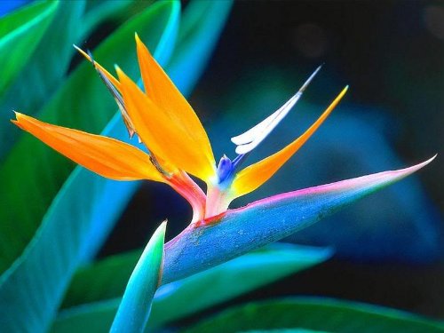 5 TROPICAL BIRD OF PARADISE Strelitzia Reginae Flower Seeds *Comb S/H 5 TROPICAL BIRD OF PARADISE Strelitzia Reginae Flower Seeds *Comb S/H