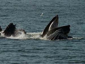 Humpback Whales Feeding in Chatam Strait, Southeast Alaska, United States Premium Photographic Poster Print by Ralph Lee Hopkins, 24x32