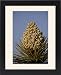 Framed Prints of Joshua Tree (Yucca brevifolia) blossom, Joshua Tree National Park, California, from Robert Harding