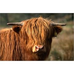 Poster 60 x 40 cm - "Schottische Hochlandrinder" von Martin Moos / Lonely Planet Images - auch in anderen Gr��en und als Leinwandbild erh�ltlich