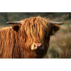 toile Scottish Highland Cattle est disperible en (L x H): 80 x 50 cm de M. Moos