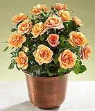 Potted Orange