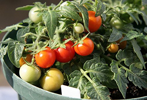 Micro Tom Tomato 15 Seeds - Worlds Smallest Micro Tom Tomato 15 Seeds - Worlds Smallest