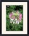 Framed Prints of Cleome Spider flower from Ros Drinkwater
