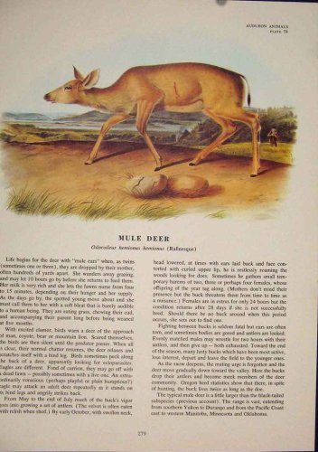 black quadruple amputee female black quadruple amputee female