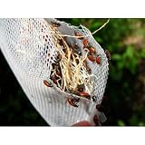 300 Live Ladybugs - Good Bugs - Ladybugs - Guaranteed Live Delivery!