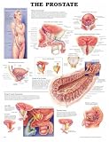 The The Prostate Anatomical Chart