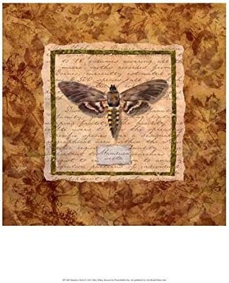 Manduca Moth. Abby White Art Print 19 x 13