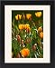 Framed Prints of Flowers in bloom during springtime at the Keukenhof bulb fields in the from ClownFish Photo