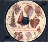 Antique Seashell Prints on CD: 64 High-Resolution Digital Plates for Prints