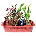 Windowsill Greenhouse Kit - Dragon's Lair