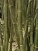 Close View of Giant Timber Bamboos (Bambusa Oldhami) Photographic Poster Print by Stephen Sharnoff, 42x56