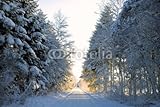 IMAGE OF Wallmonkeys Peel and Stick Wall Decals - Winter Road in Forest - 60