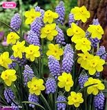 Sunshine Blue Mix Bulb Collection - 40 Assorted Bulbs