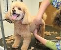 Dog Groomer Grooming Start Up Business Plan NEW 2008!