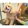 Dog Groomer Grooming Start Up Business Plan NEW 2008!