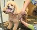 Dog Groomer Grooming Start Up Business Plan NEW 2008!