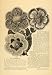 1896 Article Gloxinias Martha Clowe Flowers Plants Bulb - Original Print Article