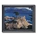 Lone Cypress Tree Ocean Beach Landscape Home Decor Wall Picture Framed Art Print