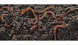 Frabill® 1067 Fat N Sassy Pre-mixed Worm Bedding 5 lbs.