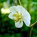 May Apple - Podophyllum peltatum - Wildflower - 3" pot
