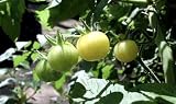 Snow White Cherry Tomato 35 Seeds - Very Sweet ! - B000TMAUZ4