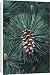 Canvas Prints of PPG-1674 Eastern White Pine from Ardea Wildlife Pets