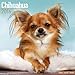 Chihuahua Calendar - Only Dog Breed Chihuahua Calendar - 2016 Wall calendars - Dog Calendars - Monthly Wall Calendar by Avonside