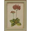 knorr nautilus 2 - Wolfgang Knorr 17.25 X 22.25