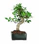 Brussel's Golden Gate Ficus Bonsai
