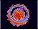 Photographic Print of Herpes simplex virus from Science Photo Library