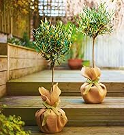 Pair of Olive Trees