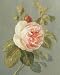 Heirloom Pink Rose Finest LAMINATED Print Danhui Nai 8x10