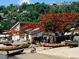Beach with Flamboyant Tree on Anse la Raye, Anse la Raye Art Photographic Poster Print by Holger Leue, 16x12
