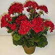 21" Potted Geranium Bush