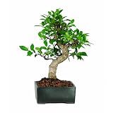 Brussel's Golden Gate Ficus Bonsai