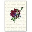 The Rosebud Fairy Combo 5 - 5" x 7" Vellum Overlay Greeting Card