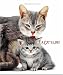 Books : A Cat's Life